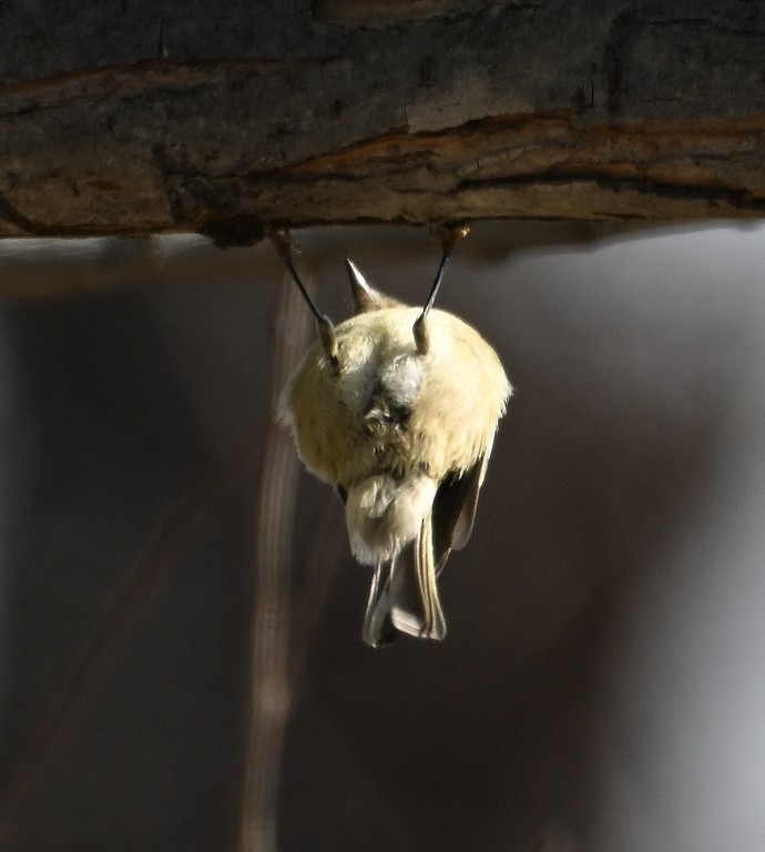 Reyezuelo Rubí - ML646535966