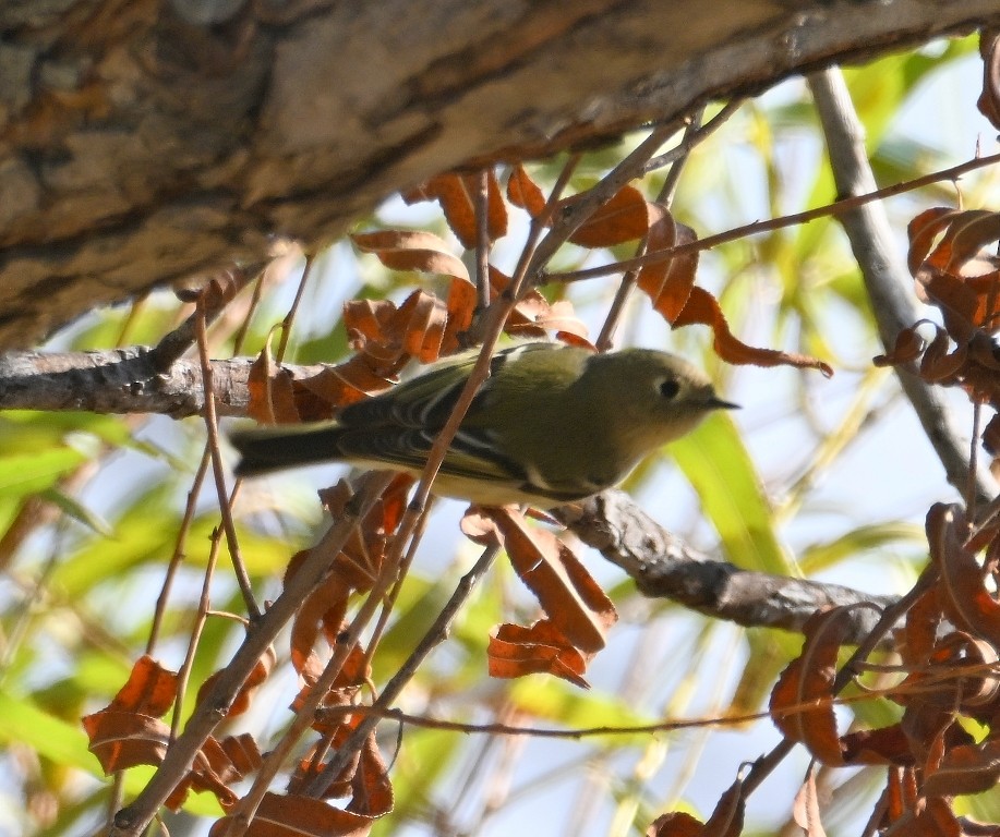 Reyezuelo Rubí - ML646535967