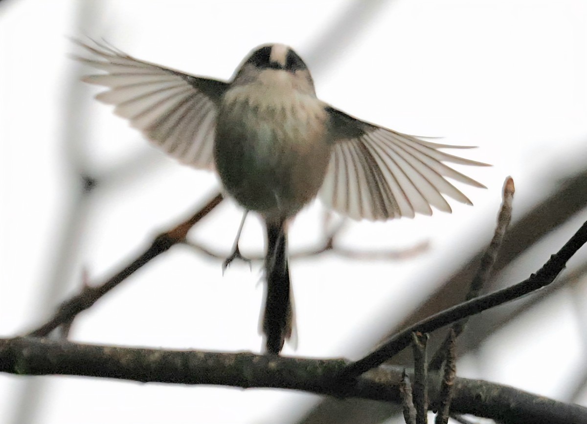 Long-tailed Tit - ML646535969