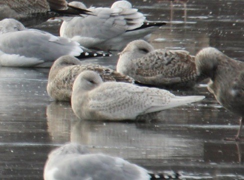 Iceland Gull - ML646535973