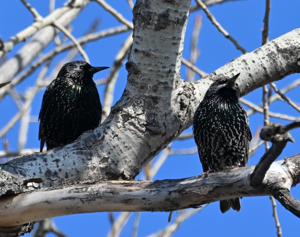 Estornino Pinto - ML646535978