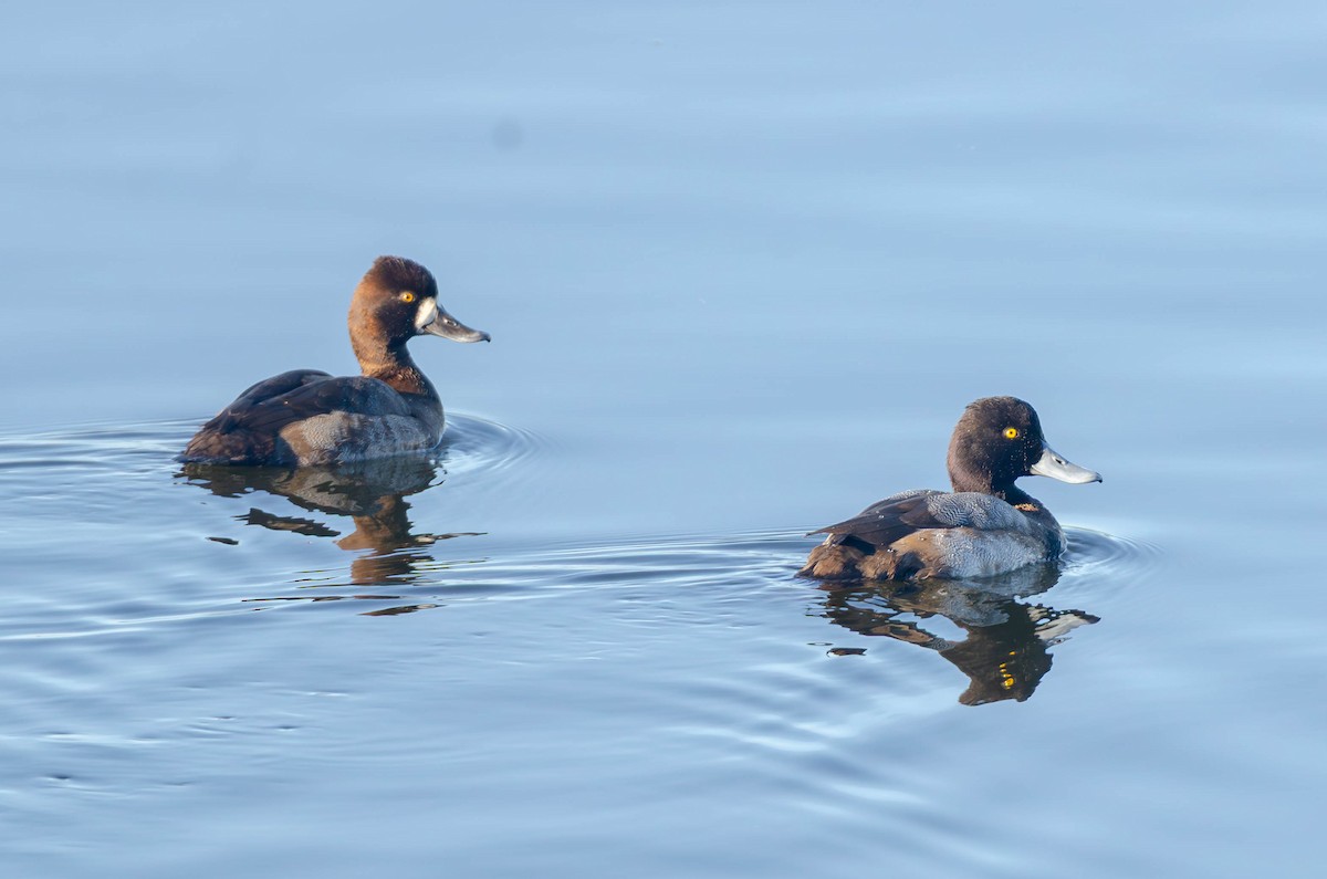 Lesser Scaup - ML646535979