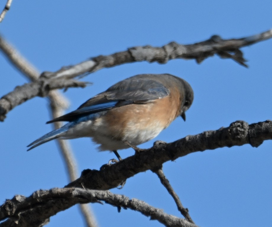 Doğulu Mavi Ardıç - ML646535981