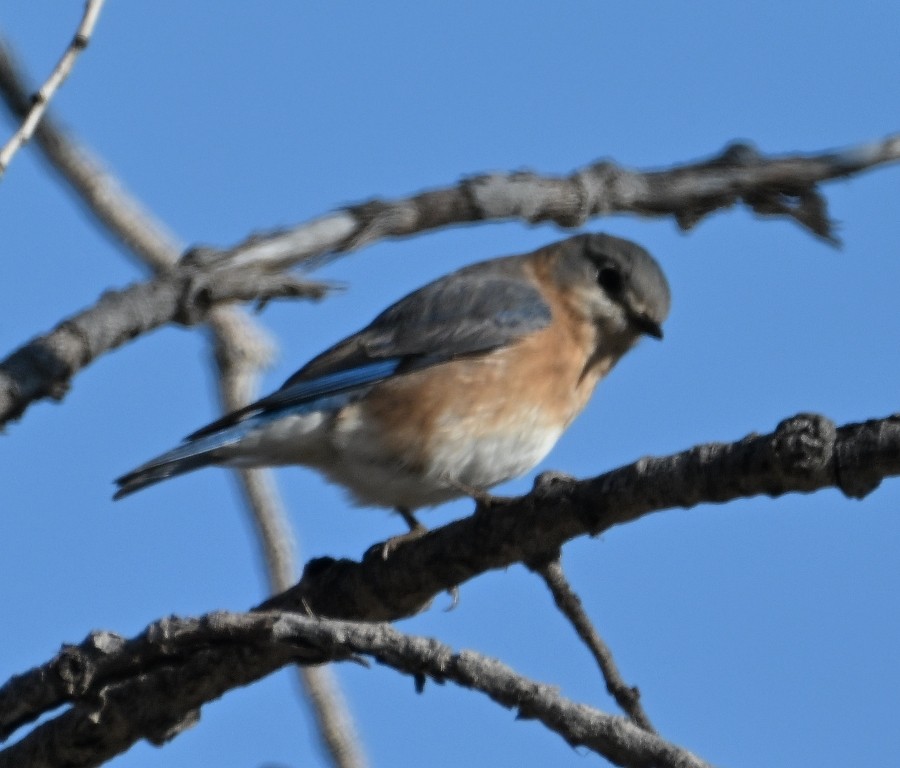 Doğulu Mavi Ardıç - ML646535982