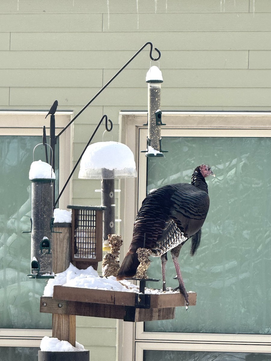 Индейка - ML646535985