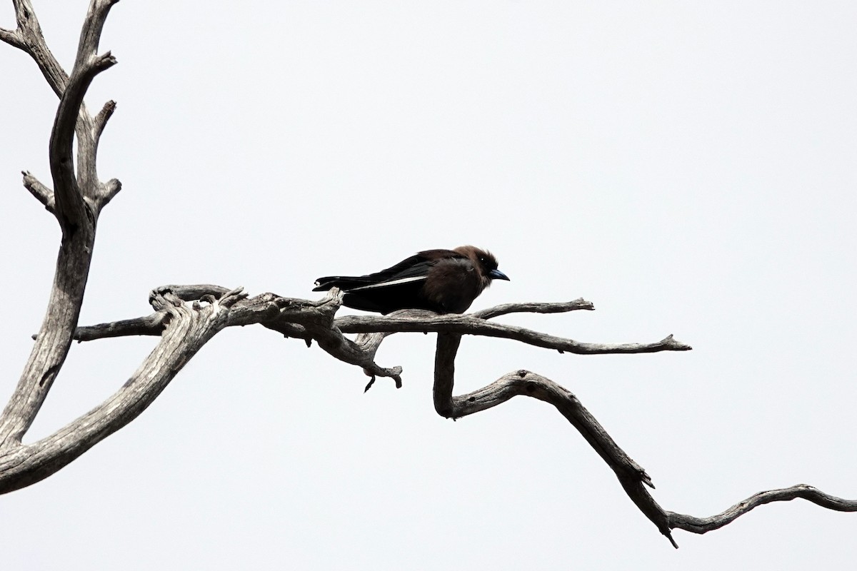 Artamo Sombrío - ML646535986