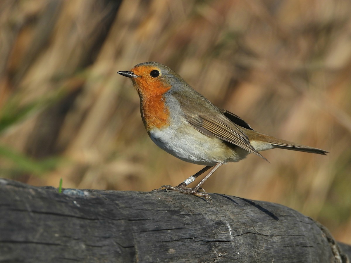 European Robin - ML646536000