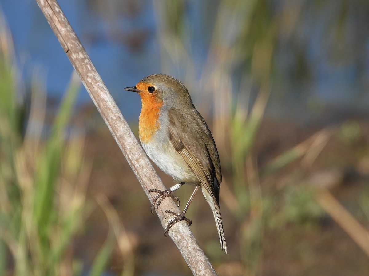 European Robin - ML646536002