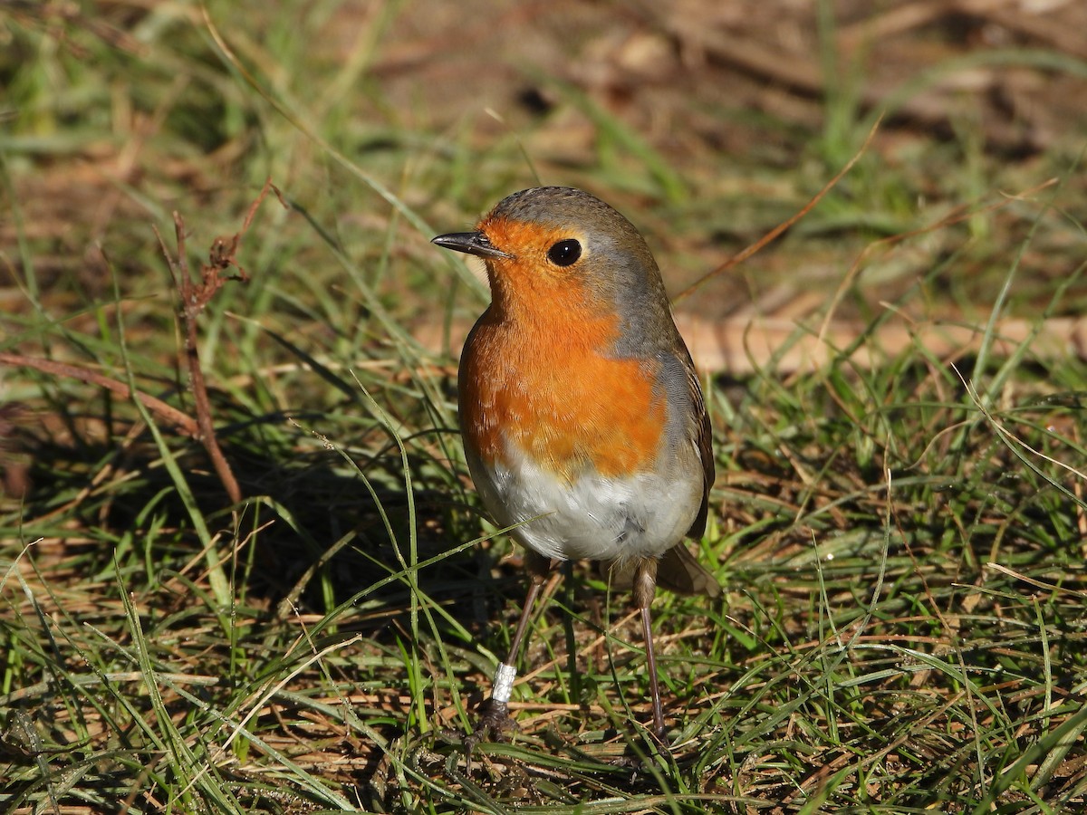 European Robin - ML646536003