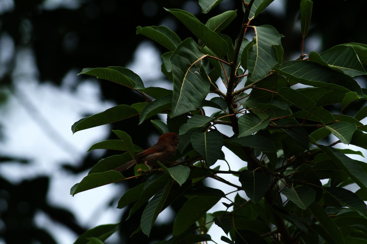 Ashy-throated Parrotbill - ML646536024