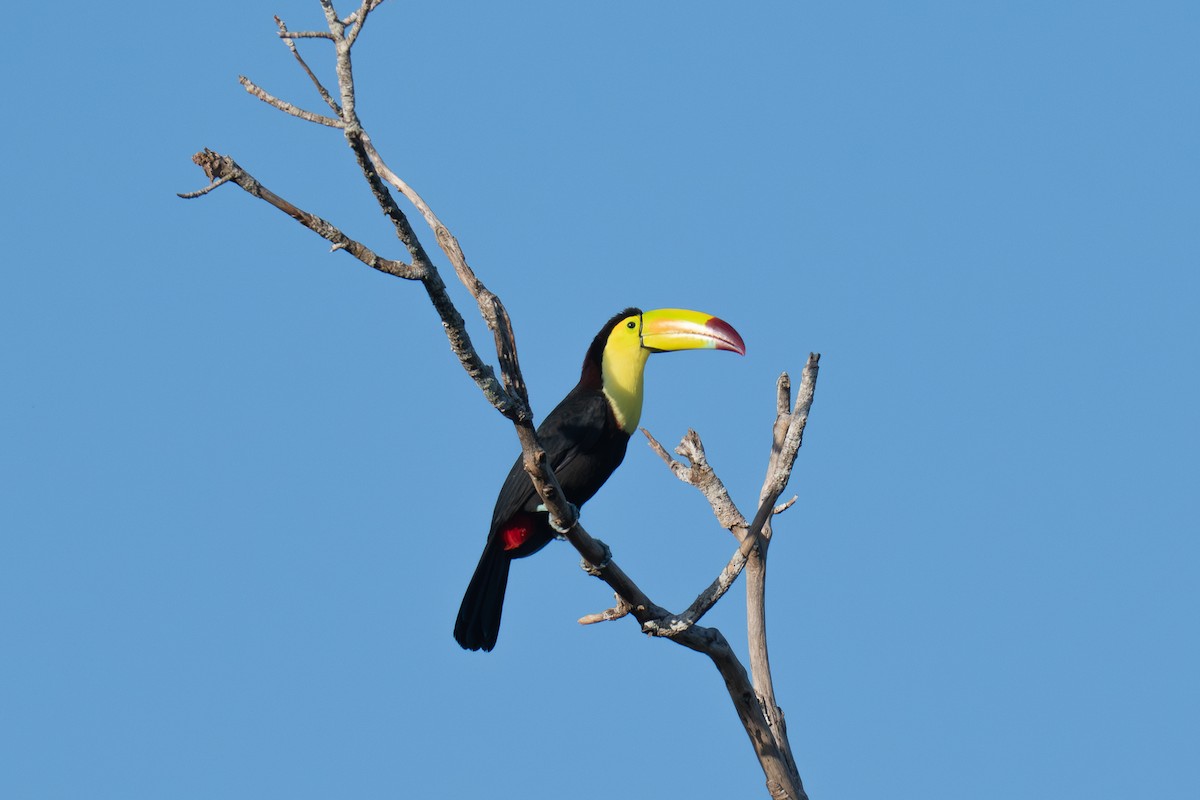 Keel-billed Toucan - ML646536027