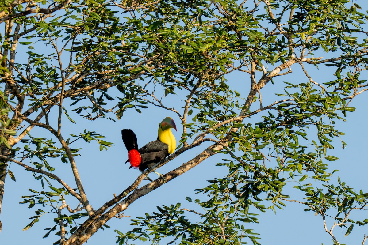Keel-billed Toucan - ML646536028