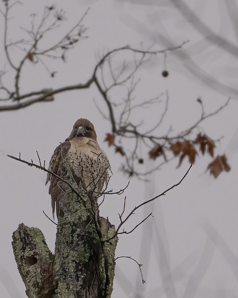 Red-tailed Hawk - ML646536029