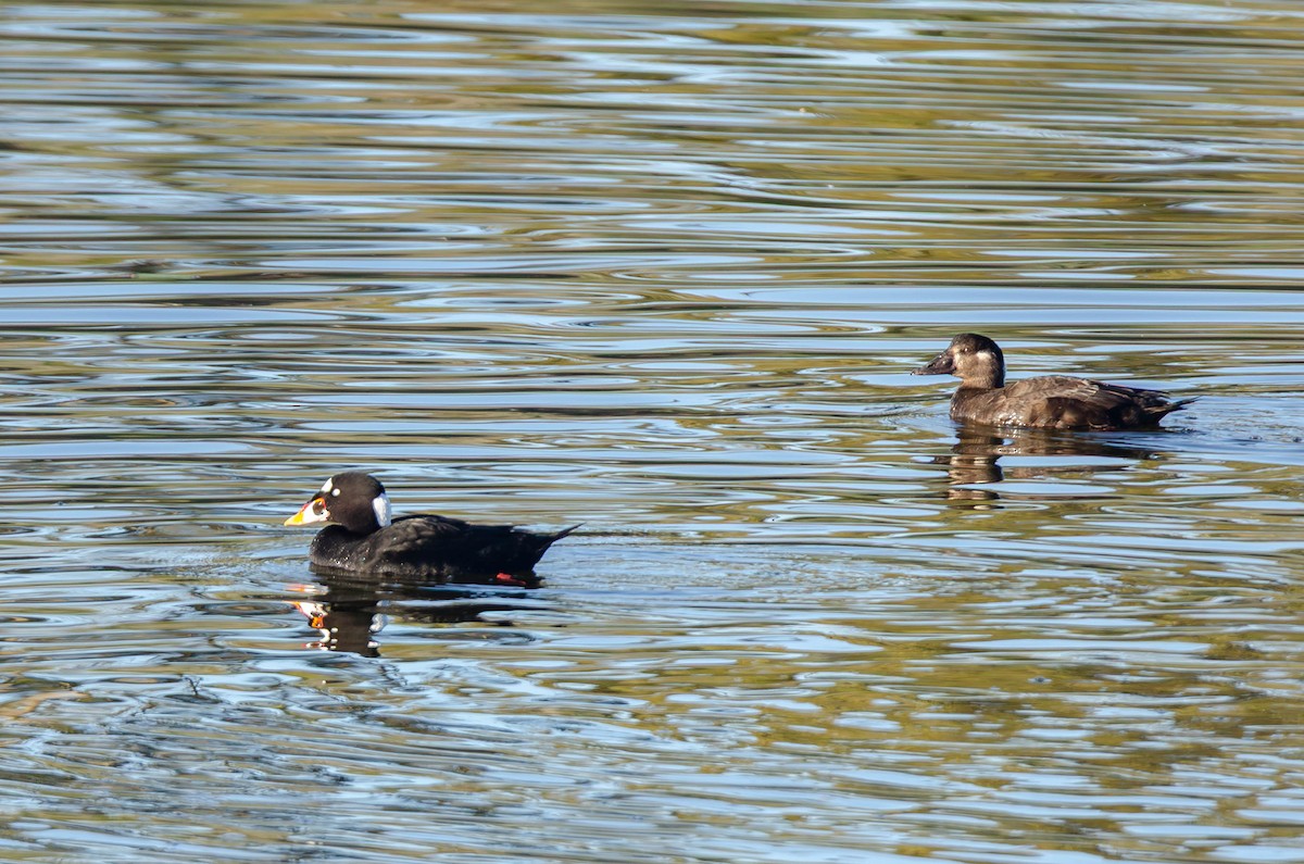 Surf Scoter - ML646536030