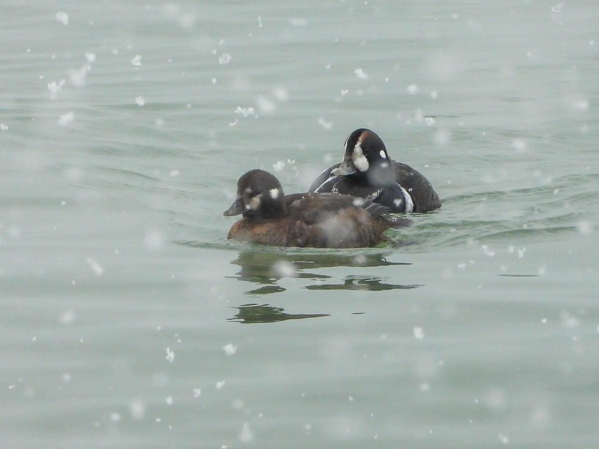 Каменярка - ML646536031