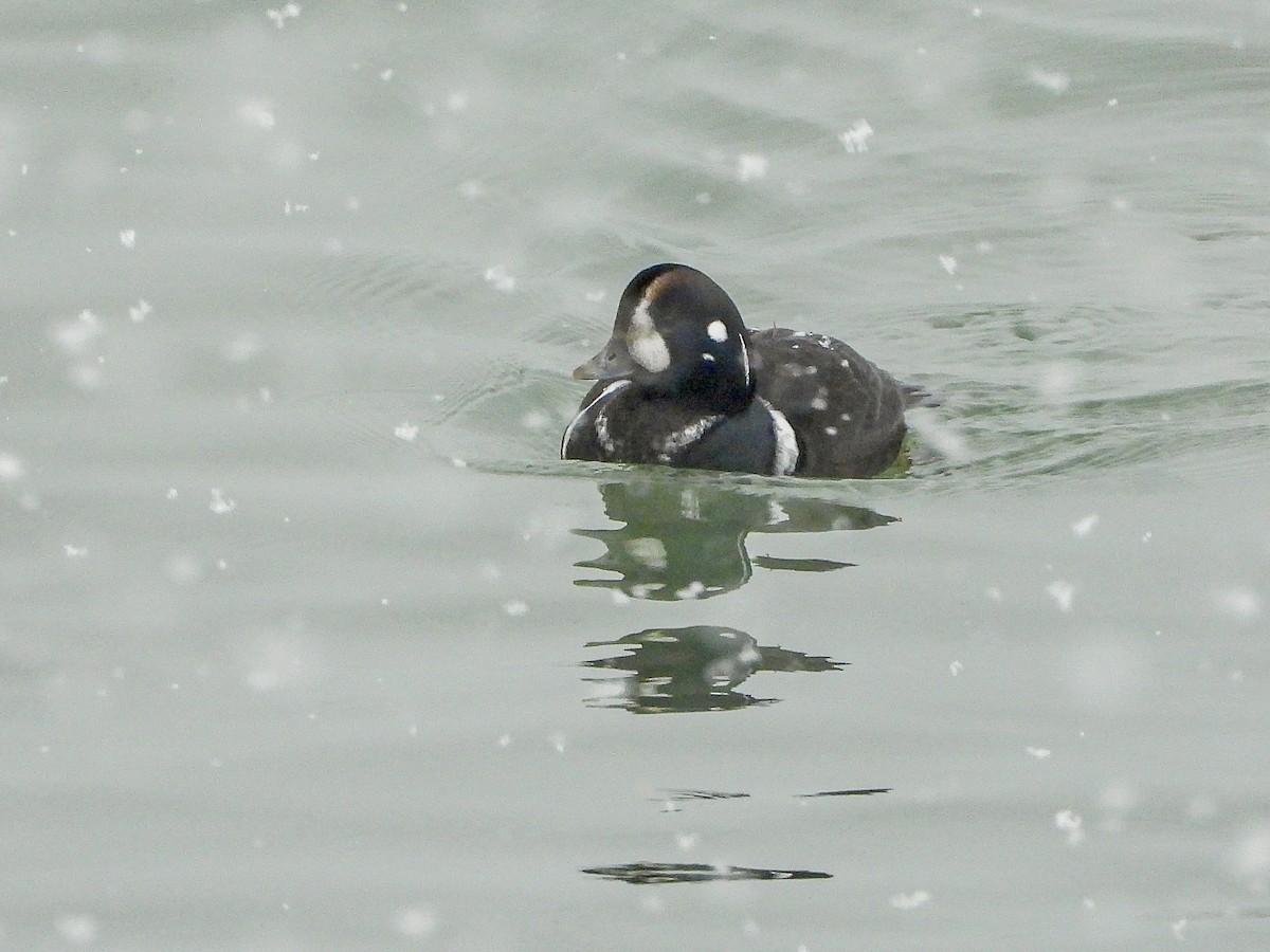 Каменярка - ML646536032