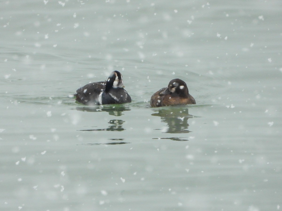 Каменярка - ML646536033