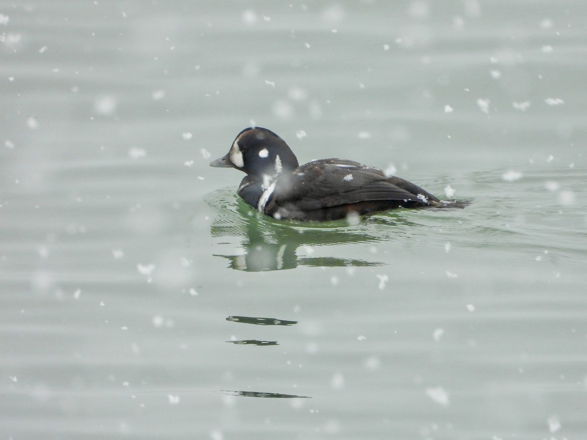 Каменярка - ML646536035