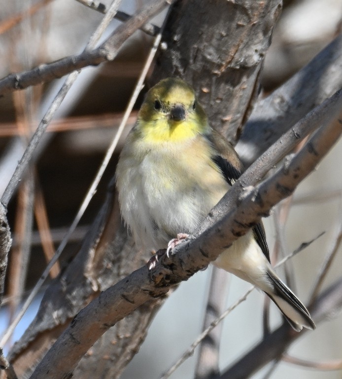 Jilguero Yanqui - ML646536036