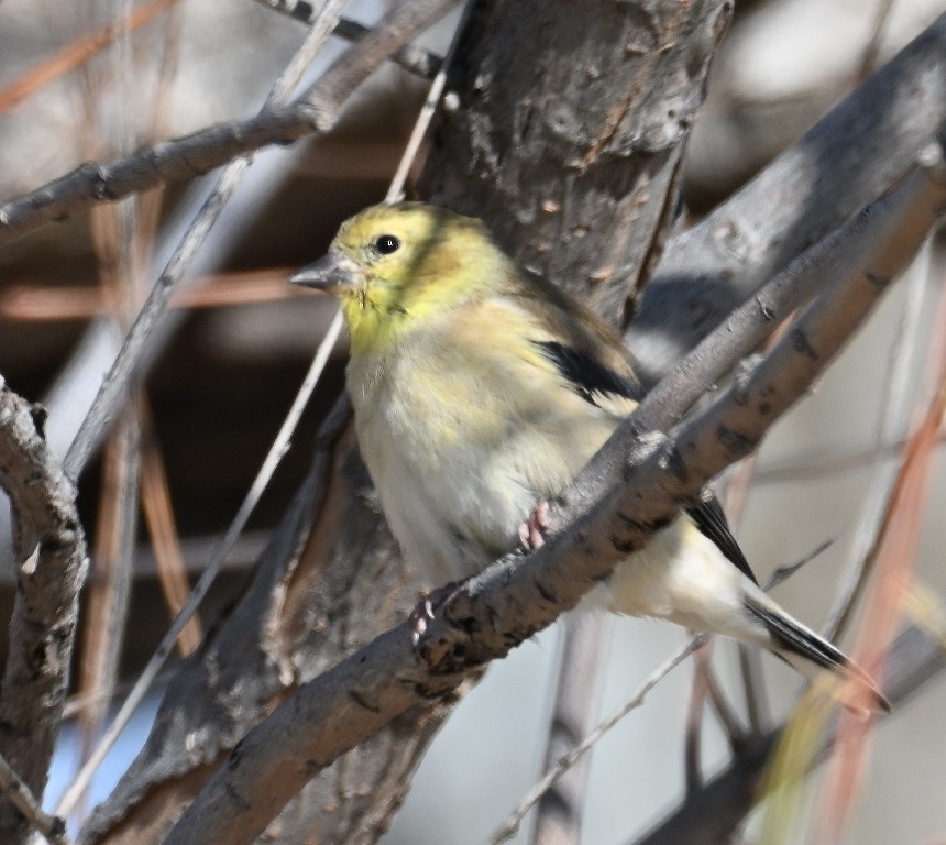 Jilguero Yanqui - ML646536037