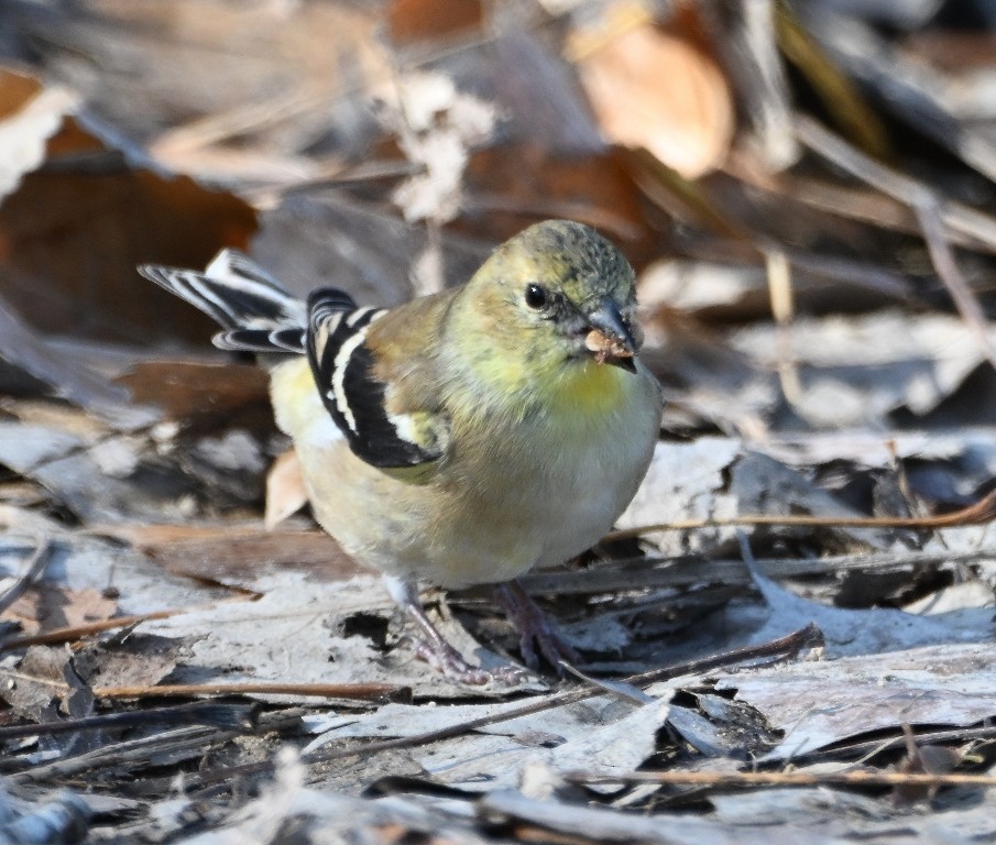 Jilguero Yanqui - ML646536038