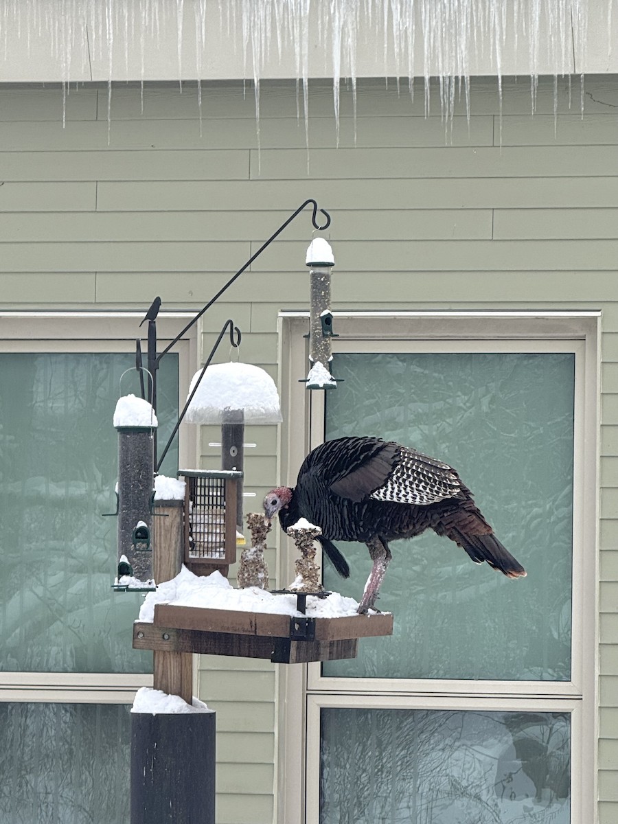 Индейка - ML646536039