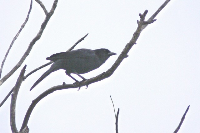 Melodious Blackbird - ML646536046