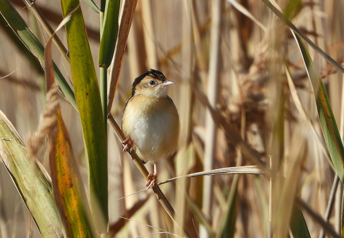 Zitting Cisticola - ML646536051