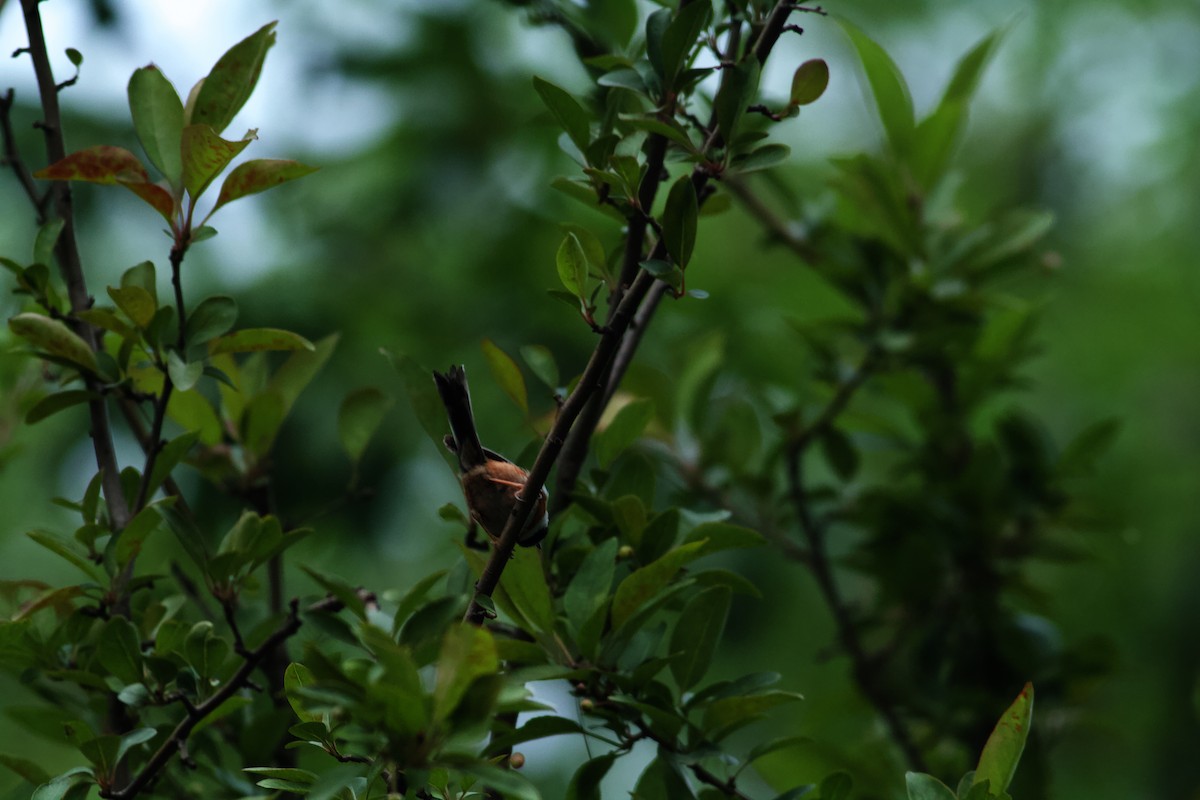 Black-throated Tit - ML646536056