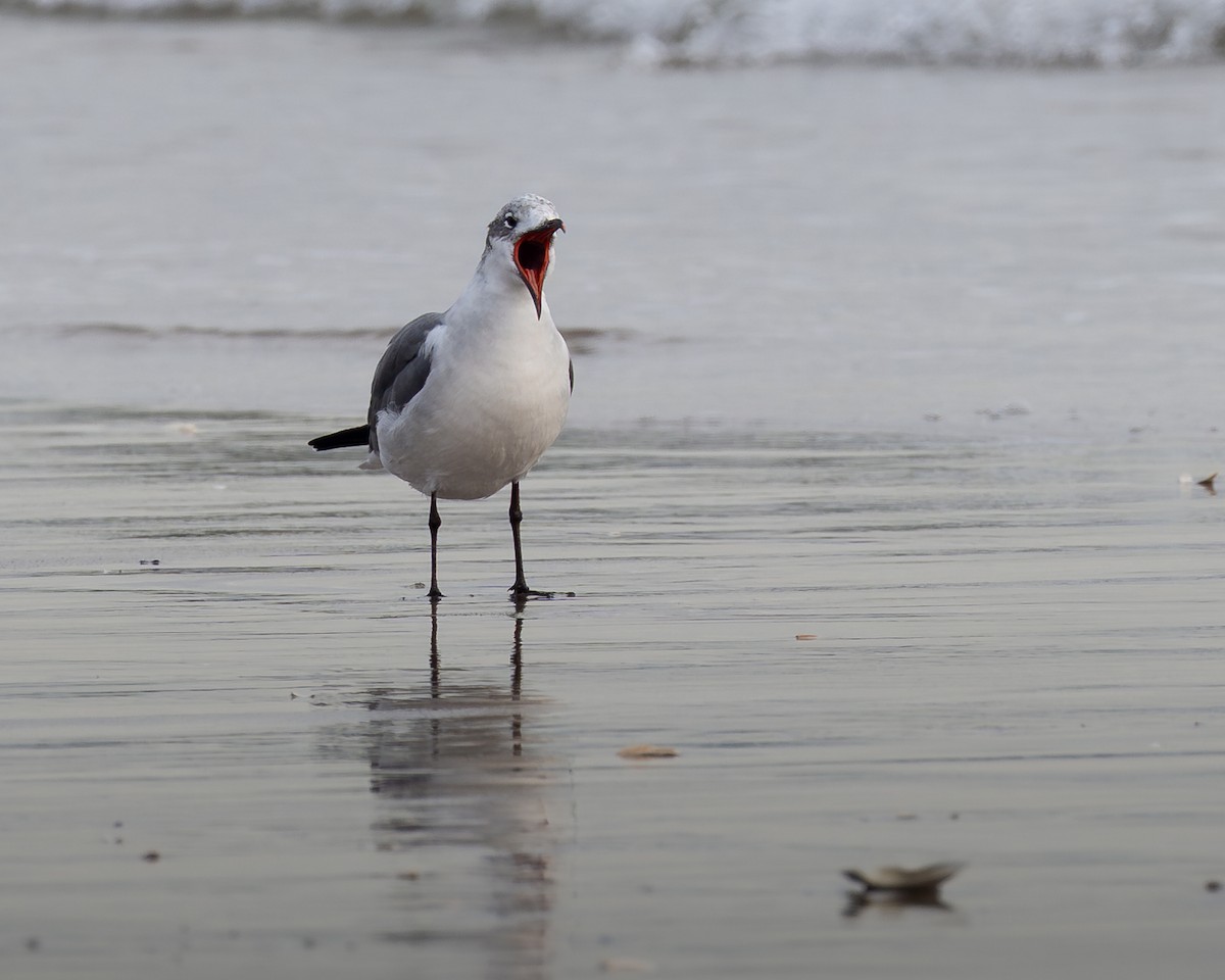 Laughing Gull - ML646536061