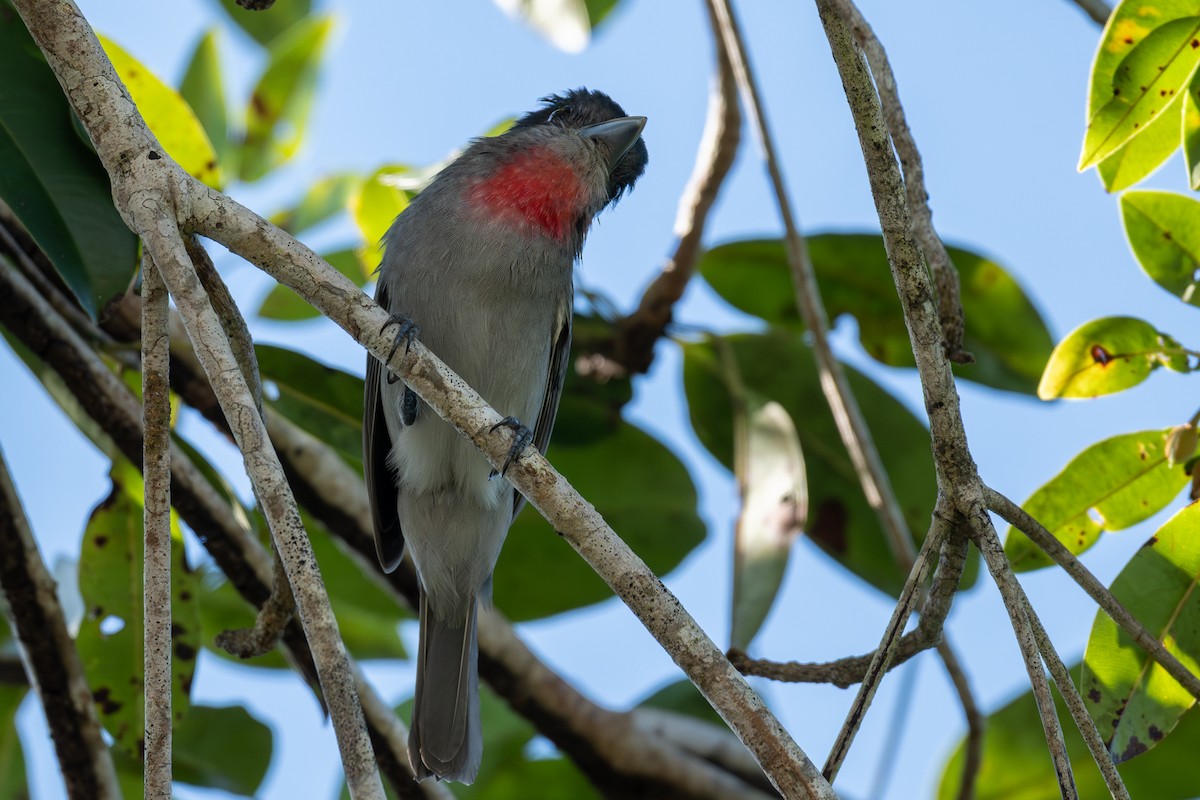 Rose-throated Becard - ML646536062