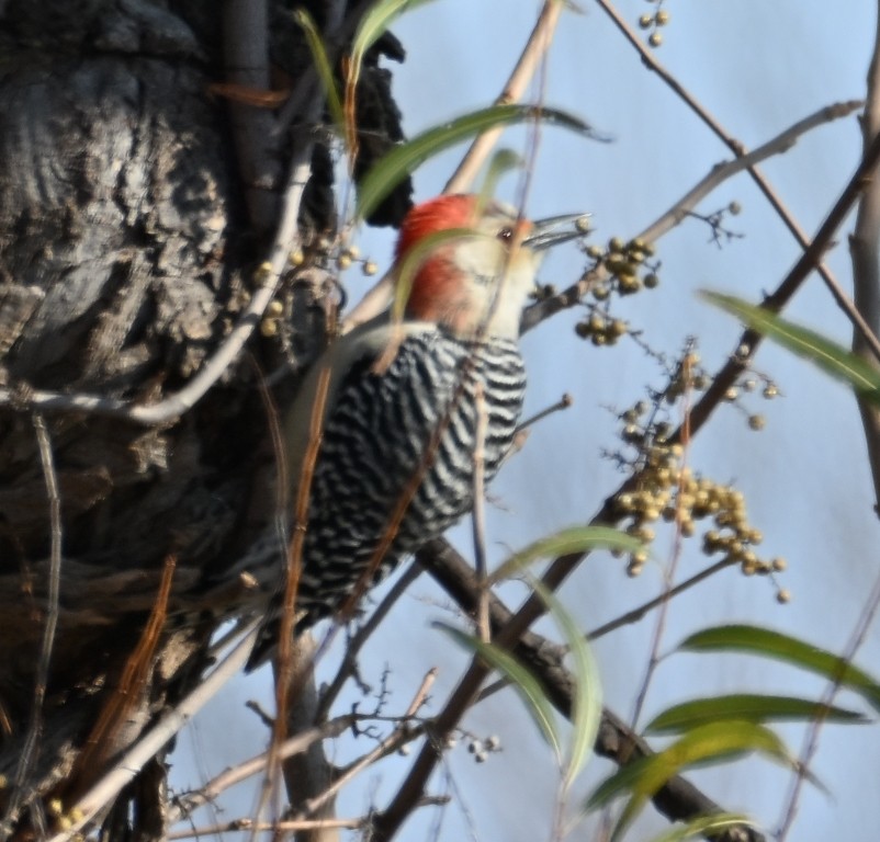 Carpintero de Carolina - ML646536063