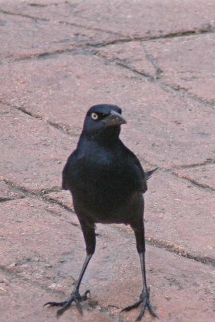 vlhovec velkoocasý - ML646536064