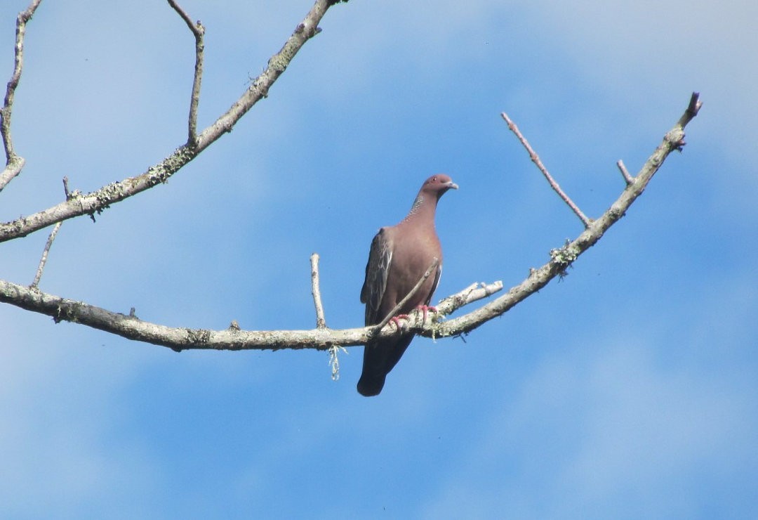 Pikazuro Güvercini - ML646536065