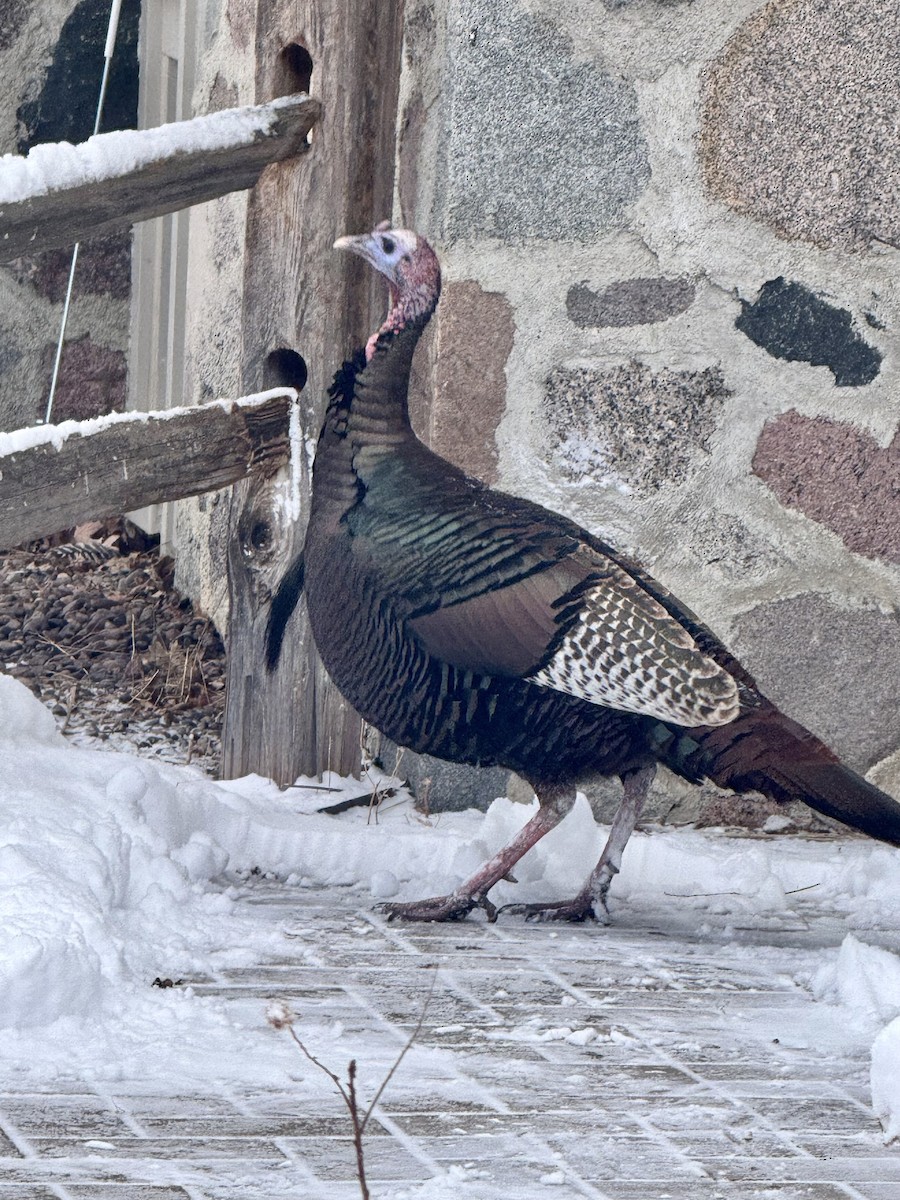 Индейка - ML646536067