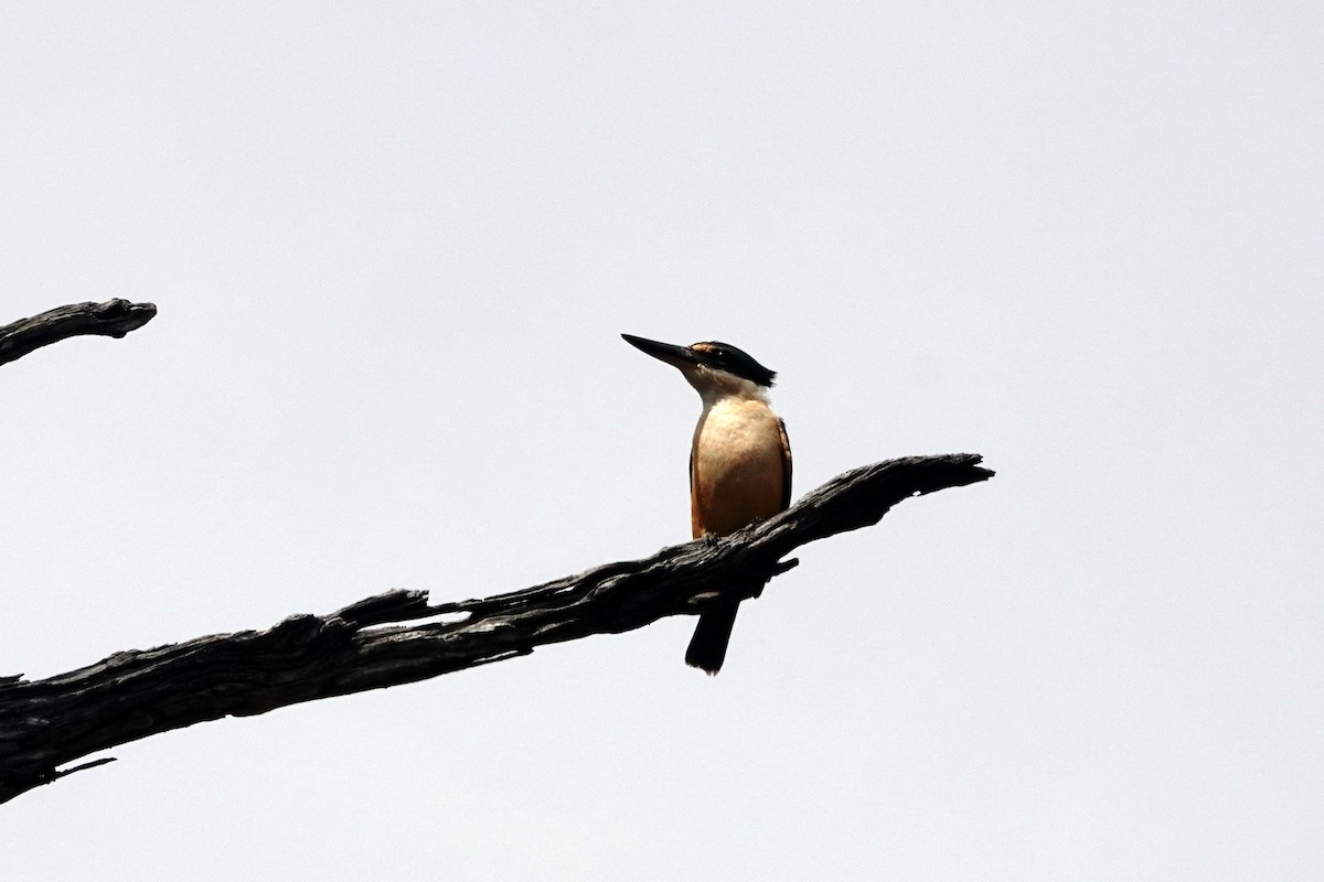 Alción Sagrado - ML646536069