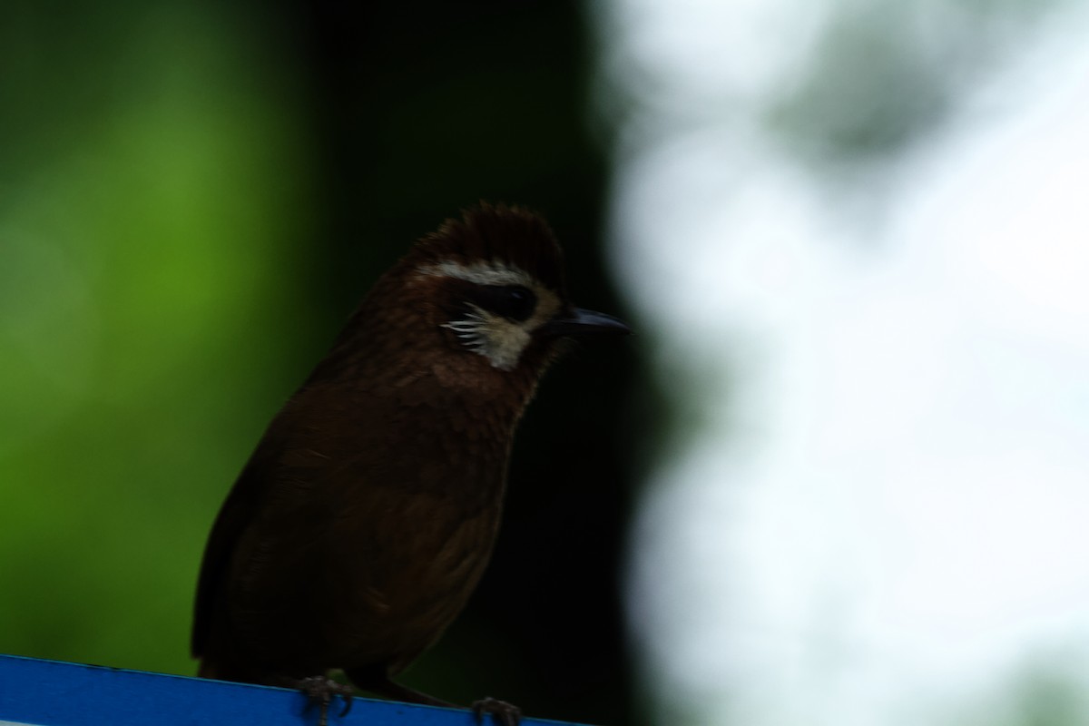 White-browed Laughingthrush - ML646536070