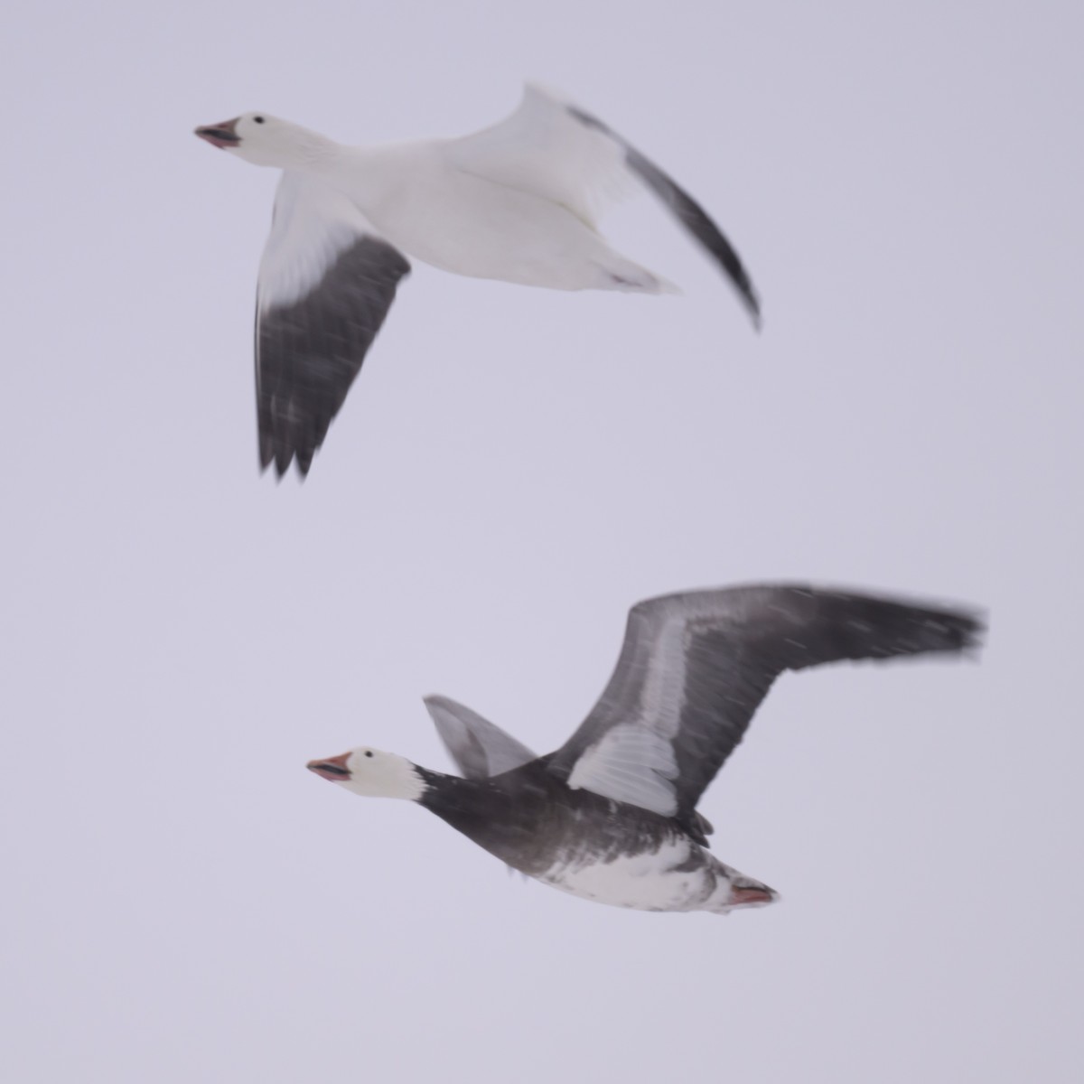 Snow Goose - ML646536071