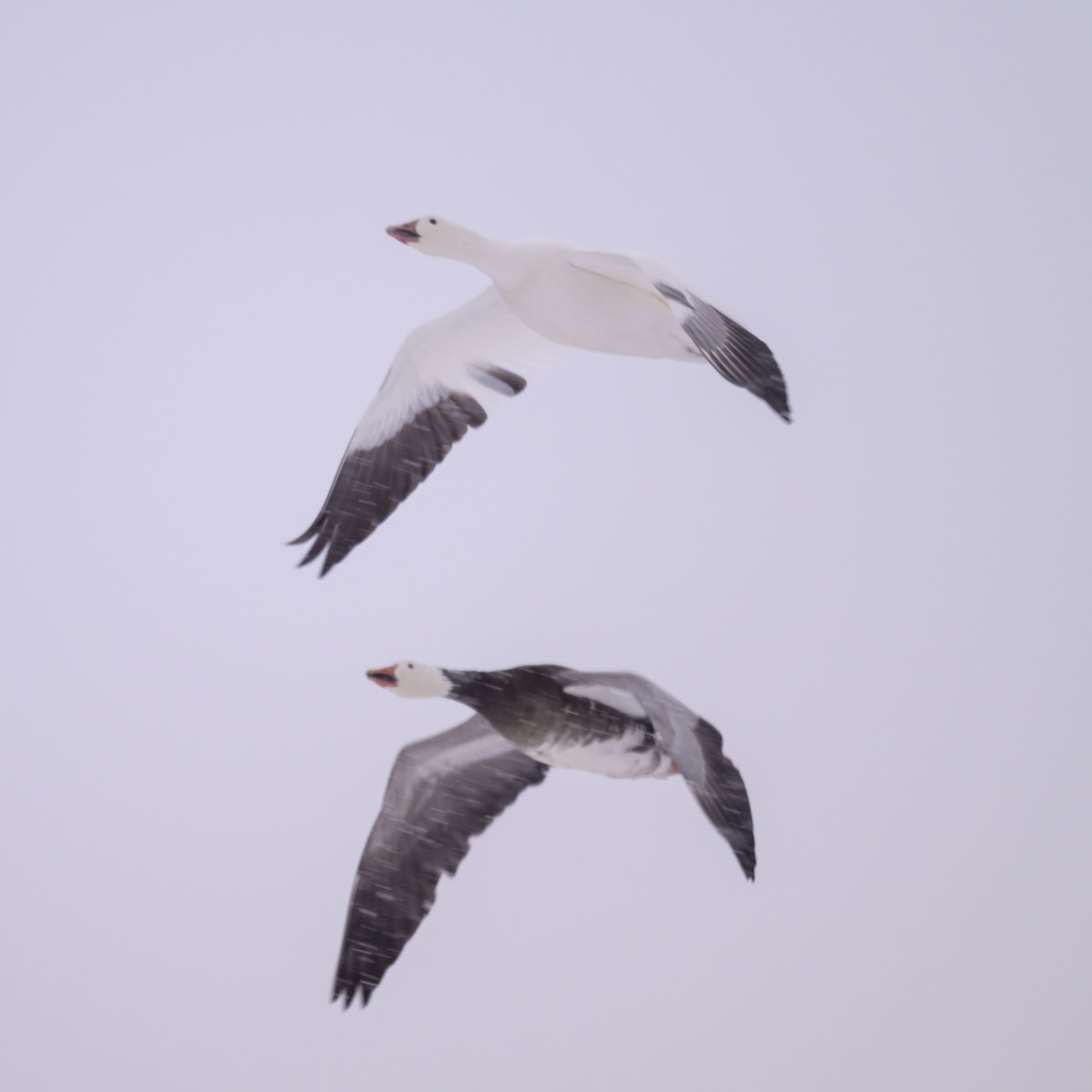 Snow Goose - ML646536072