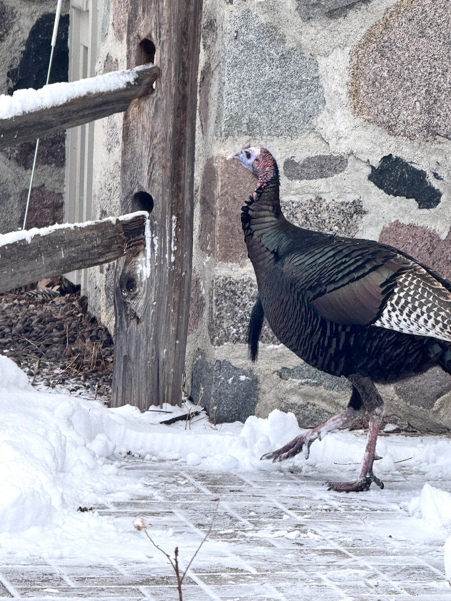 Индейка - ML646536073