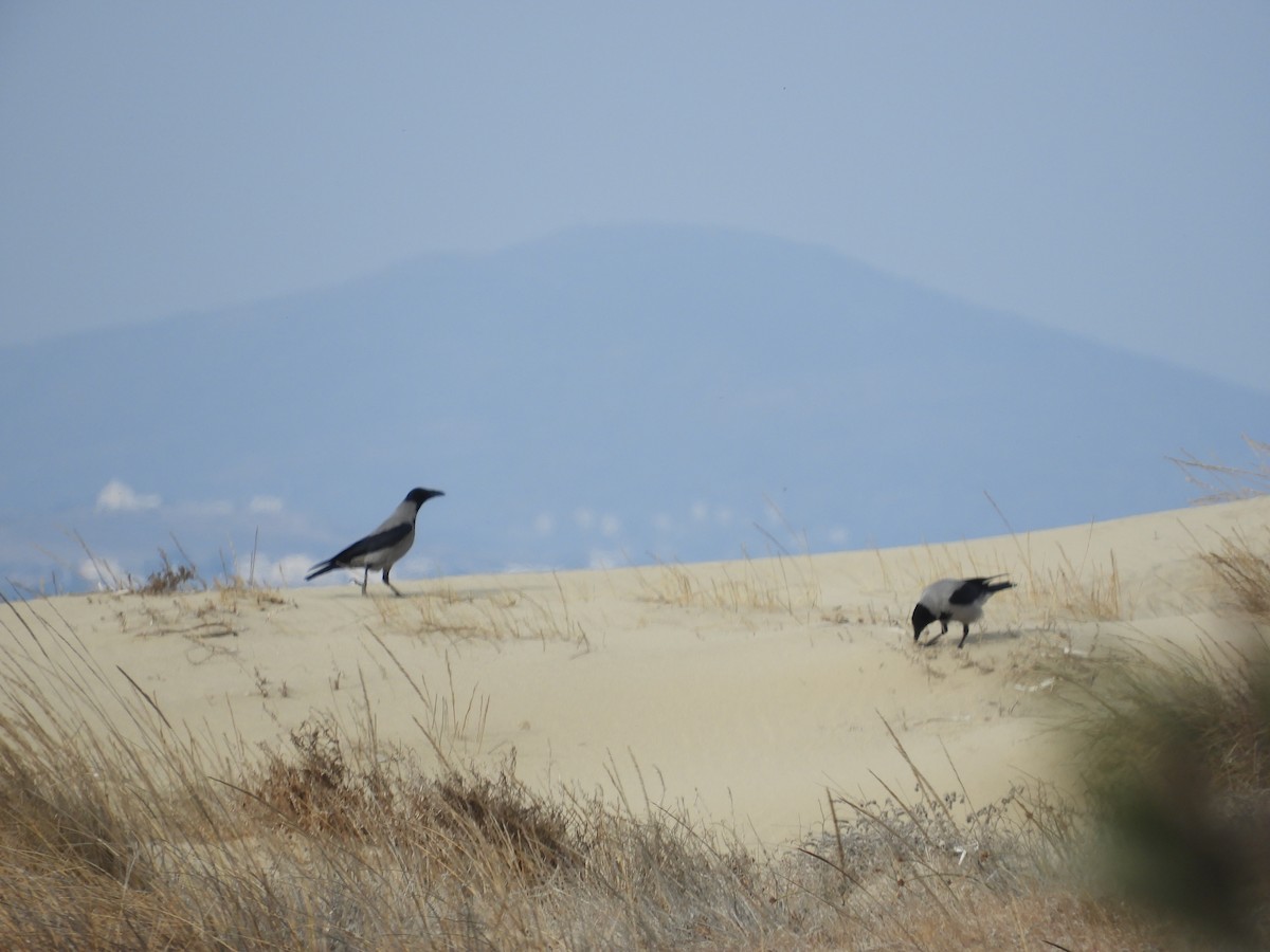 עורב אפור - ML646536074