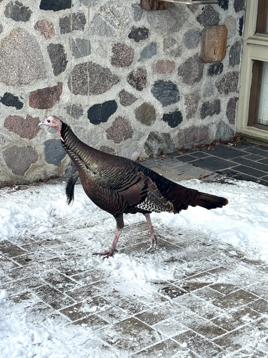 Индейка - ML646536075