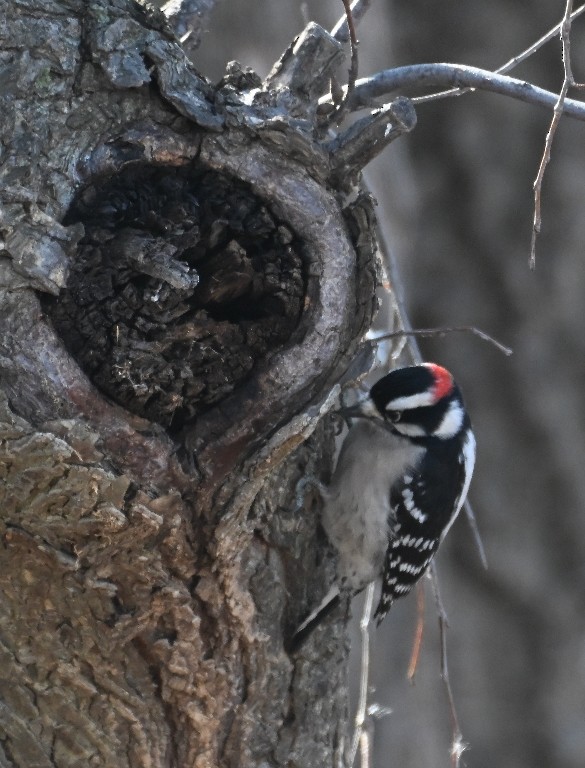 Pico Pubescente - ML646536080