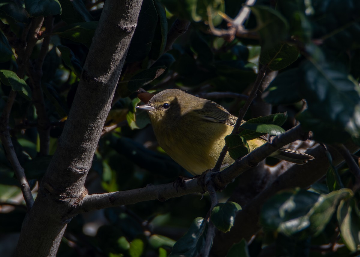 Orange-crowned Warbler (lutescens) - ML646536083