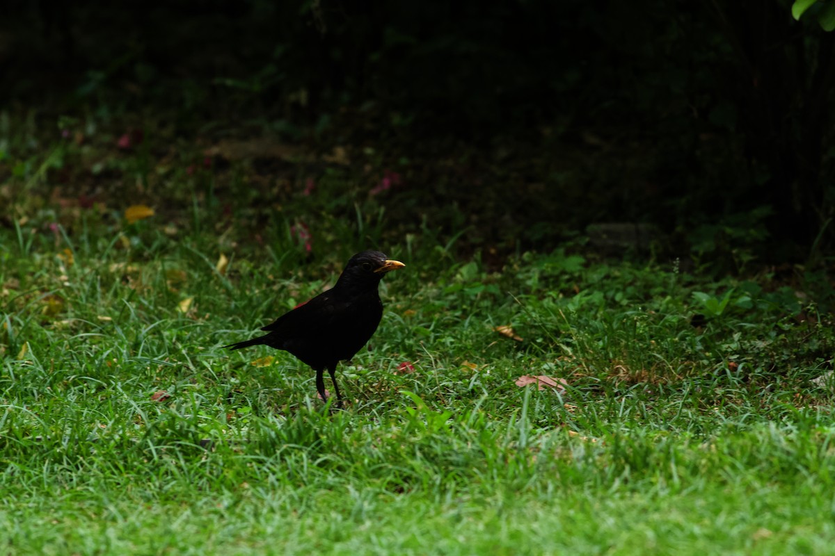 Chinese Blackbird - ML646536091