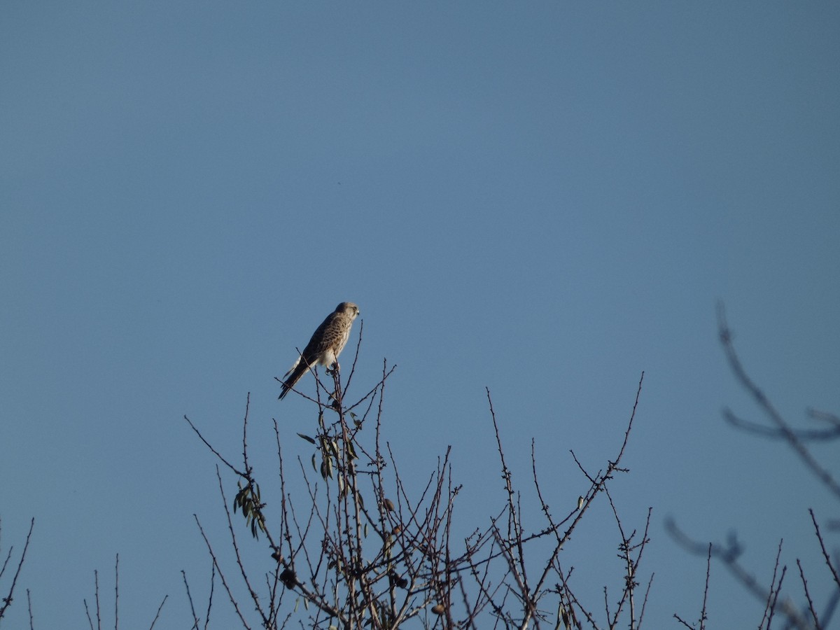 紅隼 - ML646536092