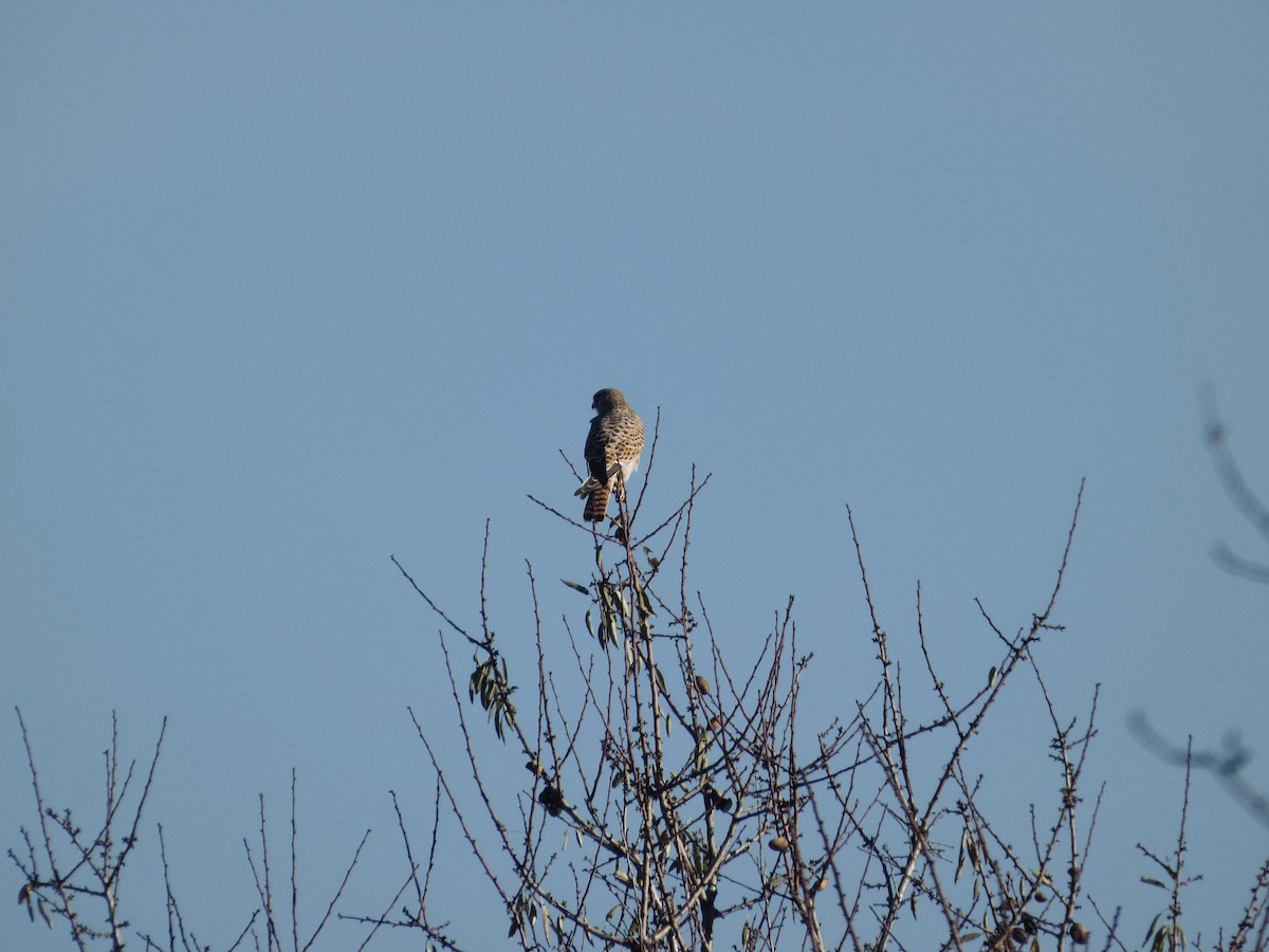 紅隼 - ML646536093