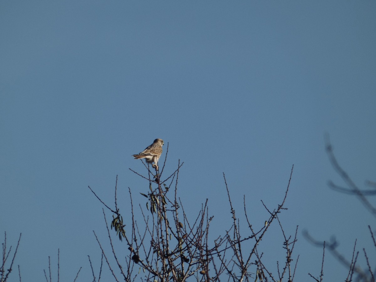 紅隼 - ML646536094