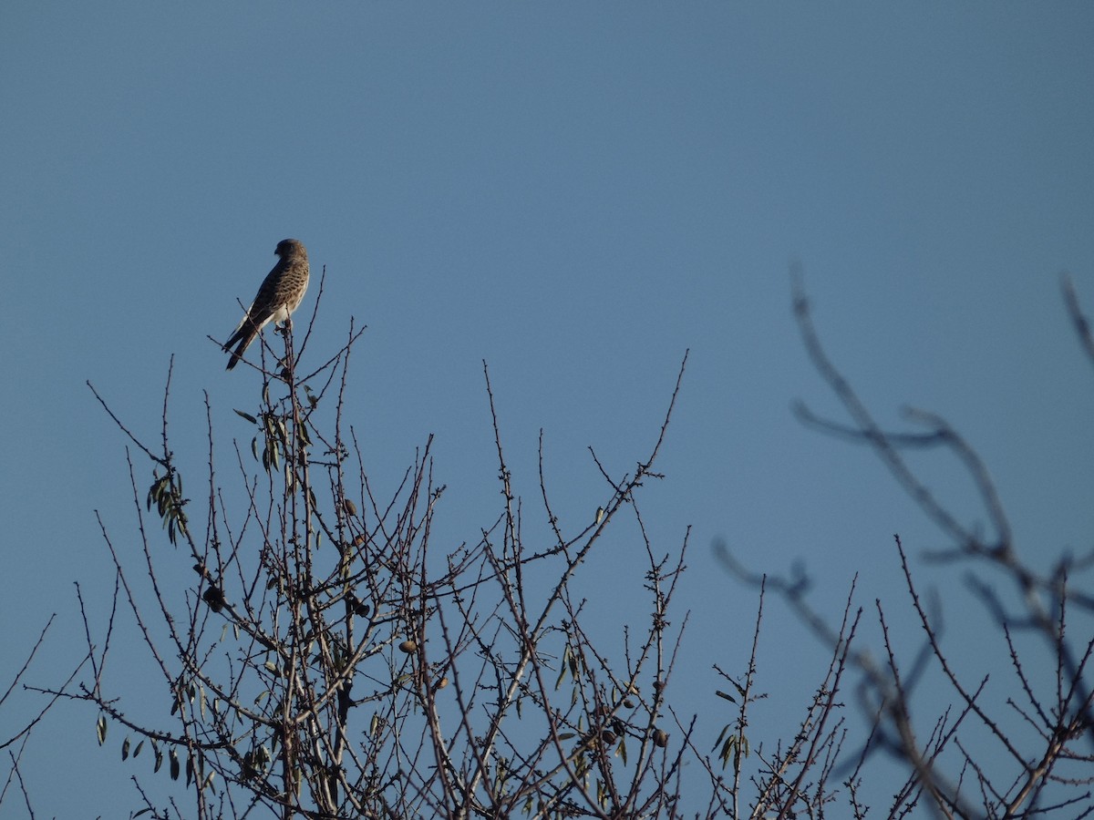 紅隼 - ML646536095