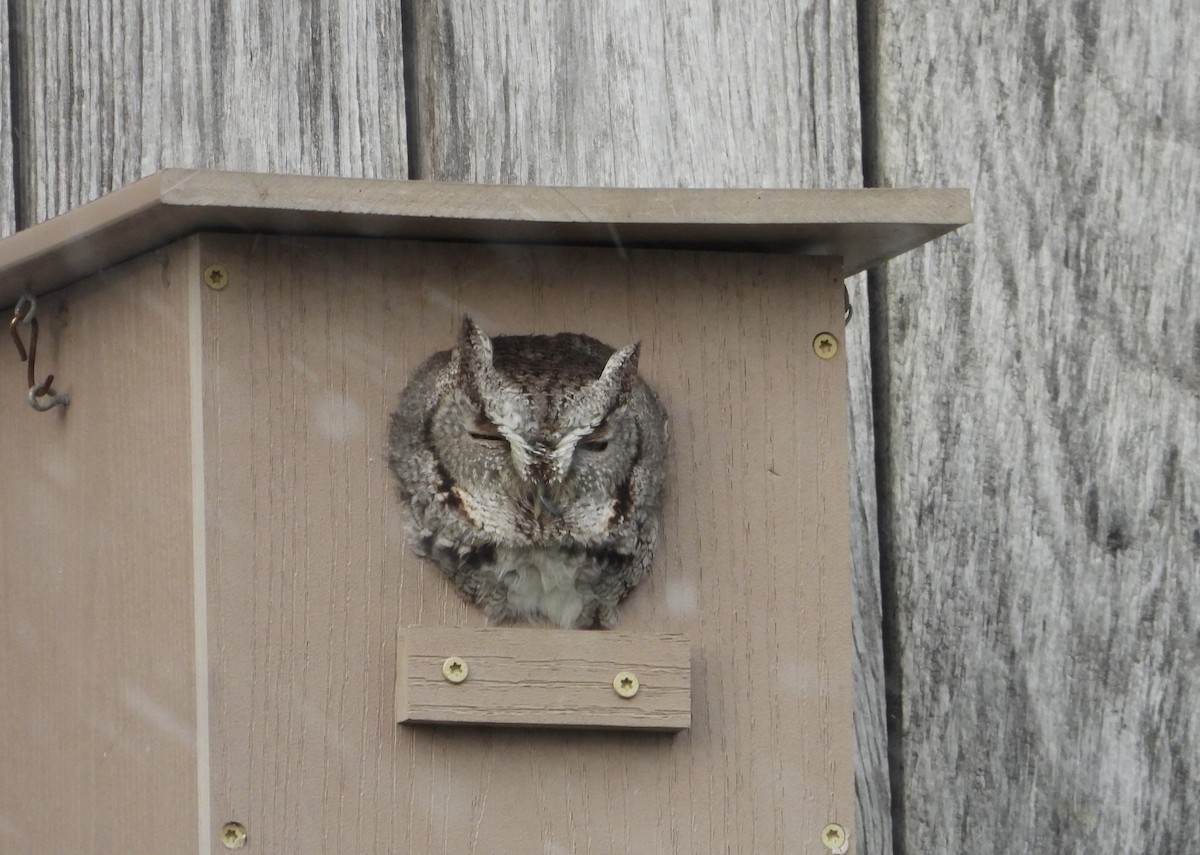 Eastern Screech-Owl - ML646536096